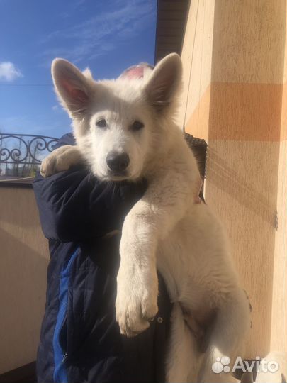 Кобель бшо 3 мес