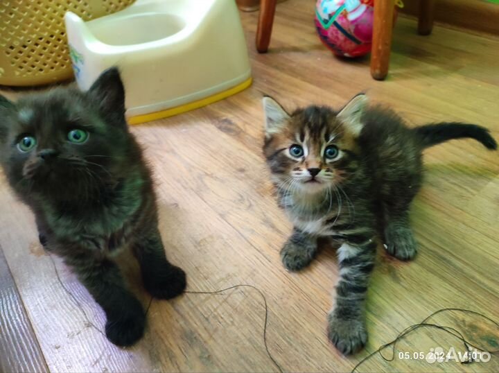 Котята в добрые руки