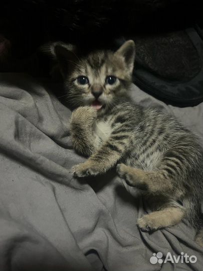 Котятки в самые добрые руки