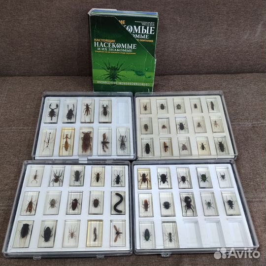 Насекомые в стекле