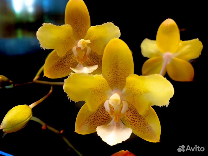 Орхидея фаленопсис