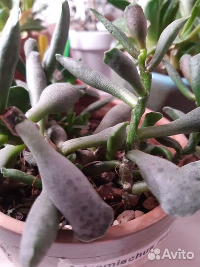 Суккуленты: Адромискусы