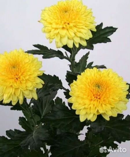 Хризантемы