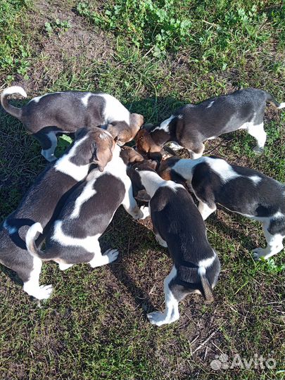 Щенки русской пегой гончей