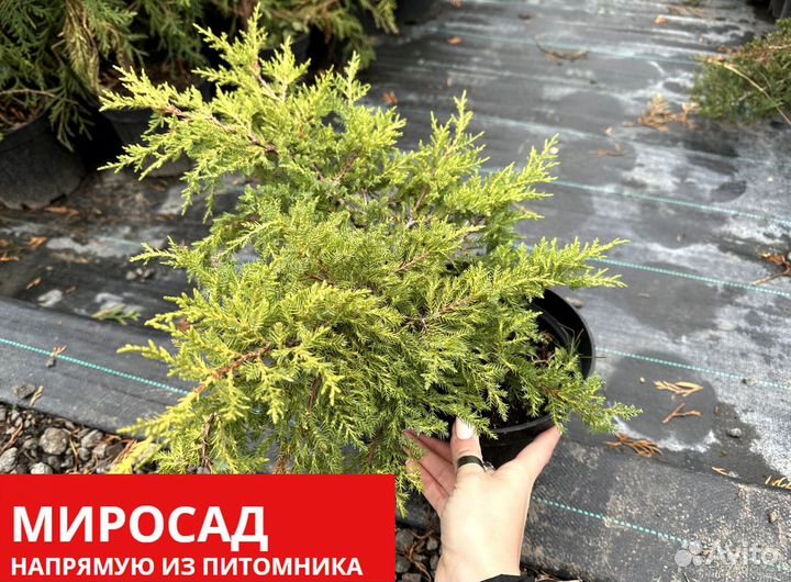 Можжевельник 