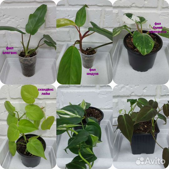 Филы и другие цветы