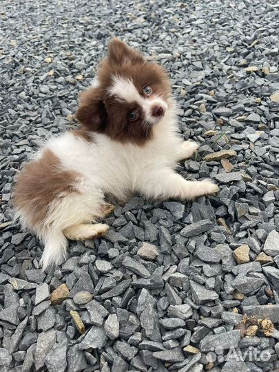 Померандия