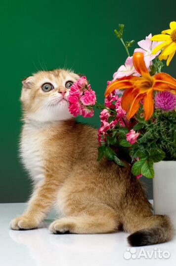 Золотое счастье