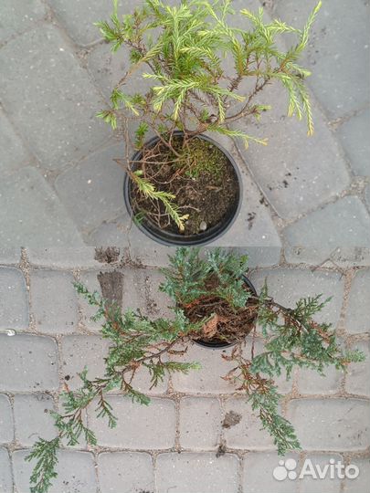 Кустарники, хвойники