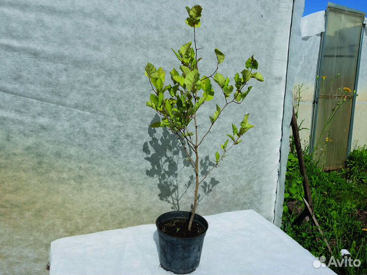 Боярышник обыкновенный 40-60 см с3