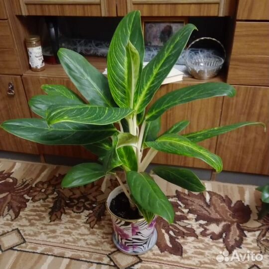 Аглаонема 1500, фикус 2500