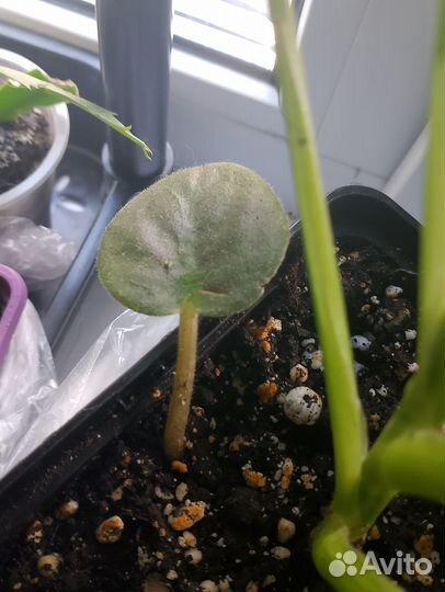 Листики фиалки укорененные