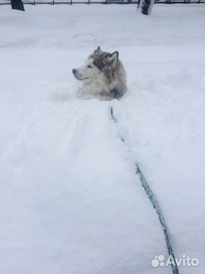 Выгульщик собак