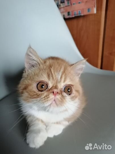 Котята экзоты