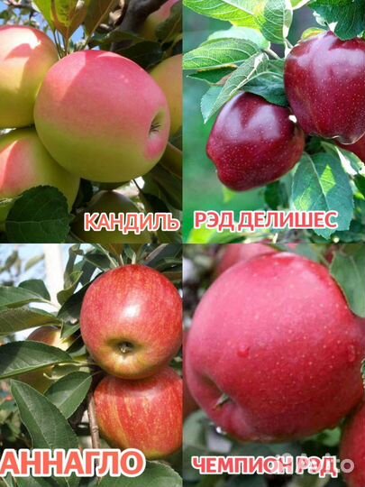 Саженцы плодовых деревьев