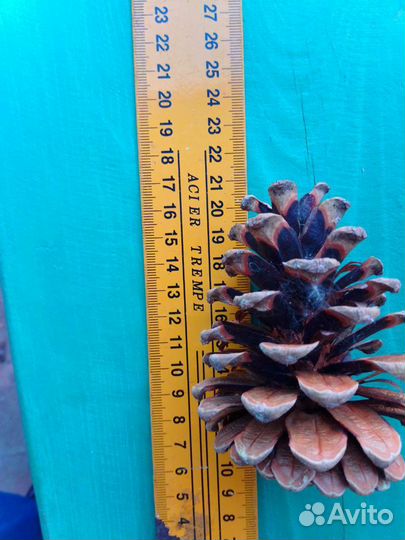 Шишки сосновые