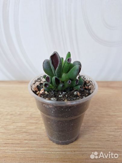 Крассула Хоббит