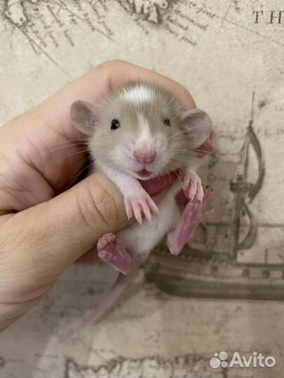 Крысята Дамбо большой выбор