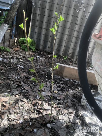 Саженцы вишни