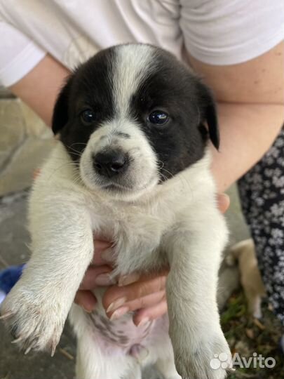 Собака в добрые руки щенок девочка. 1 мес 3 нед