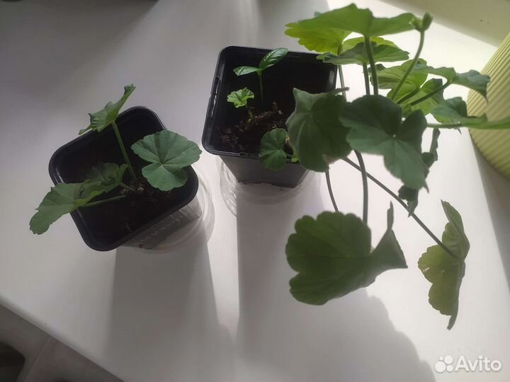 Розебудная