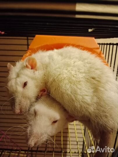 Крысы бесплатно в добрые руки