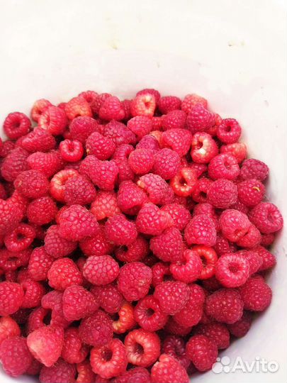 Малина саженцы