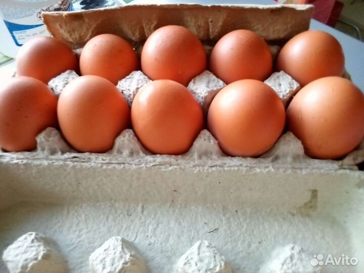 Домашние куриные яйца, великолепная десятка