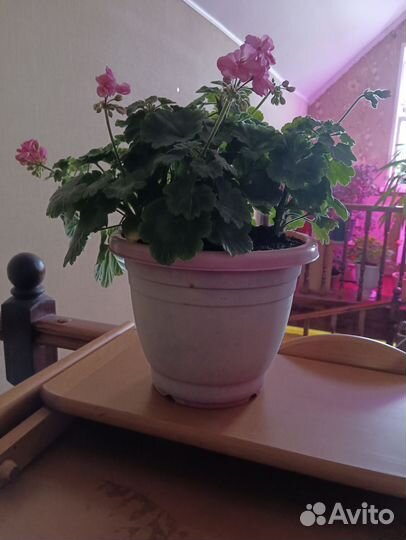 Герань пеларгония