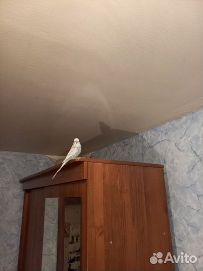 Волнистые попугаи ввч чех