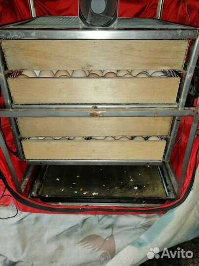 Инкубатор тгб 280