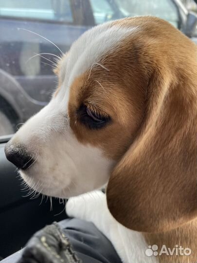 Щенок бигль