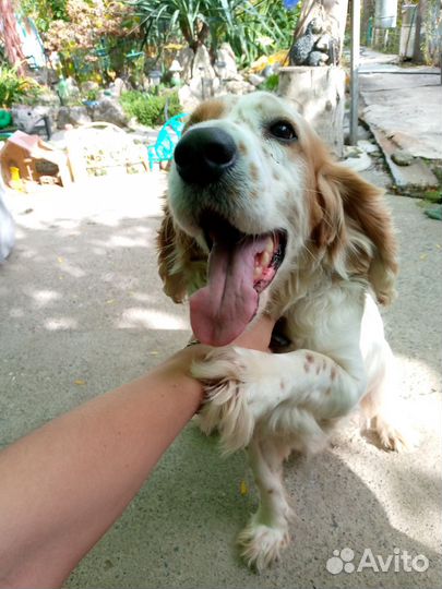 Кокер спаниель