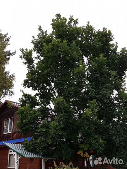 Дуб дальвосточный