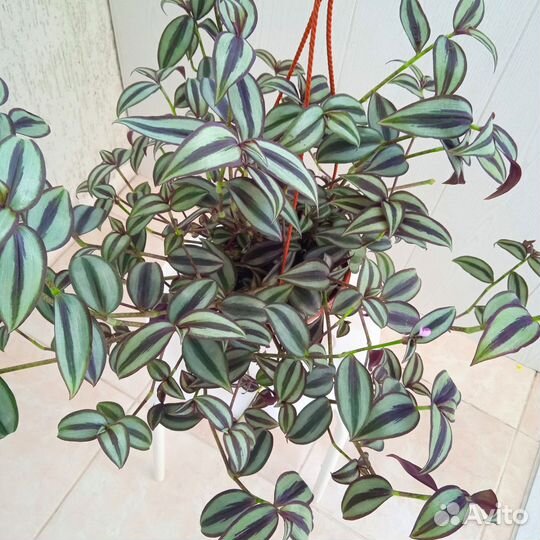 Традесканция зебрина