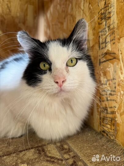 Тимон шикарный кот из приюта ждёт своих хозяев