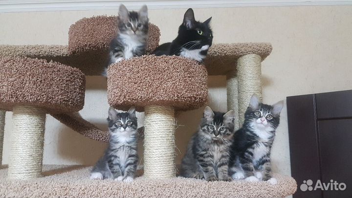 Когтеточка Кошачий Комплекс