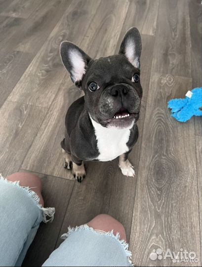 Зоогостиница.Передержка животных.Догситтер