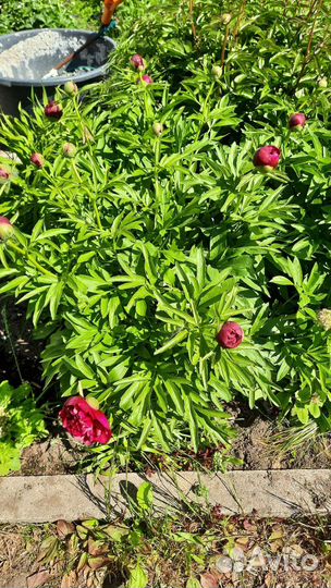 Корни красного пиона