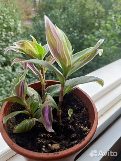 Традесканция розовая