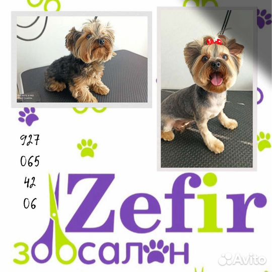 Стрижка собак и кошек