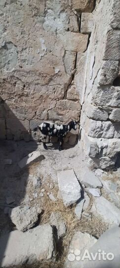 Альпийские козы