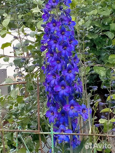 Дельфиниум