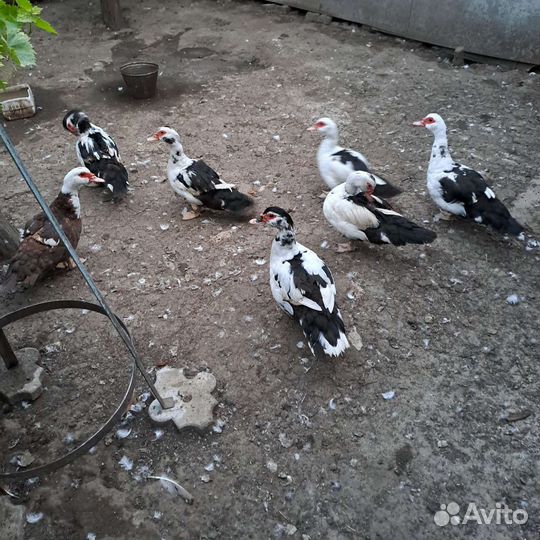 Мускусные утки