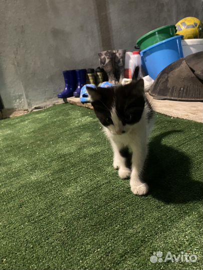 Помесь шотландец