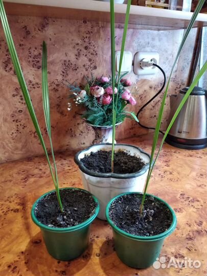 Финиковая пальма