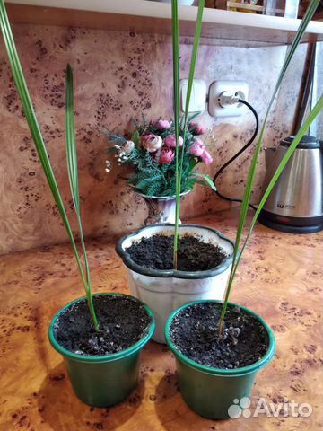 Финиковая пальма