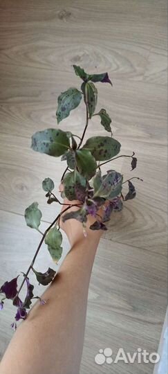 Традесканция