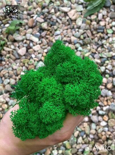 Мох для дизайна, 500г, цвет Тёмно-зелёный