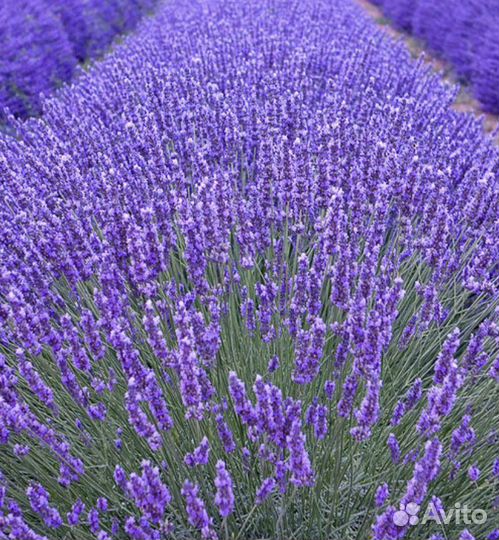 Лаванда узколистная